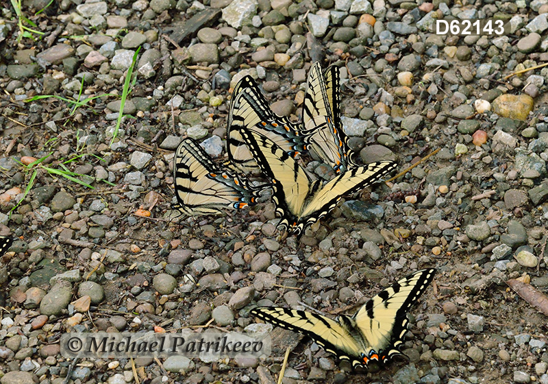 Eastern Tiger Swallowtail (Papilio glaucus)